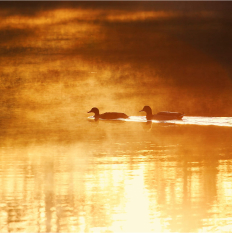 Two loons swim across a misty sunset-lit lake